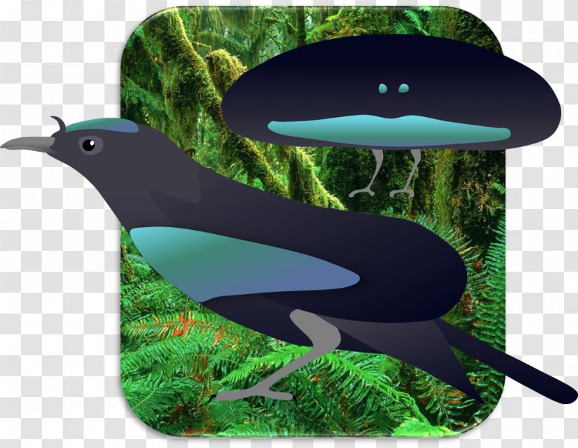Superb Bird-of-paradise Greater Lesser - Emperor Birdofparadise - Super B Transparent PNG