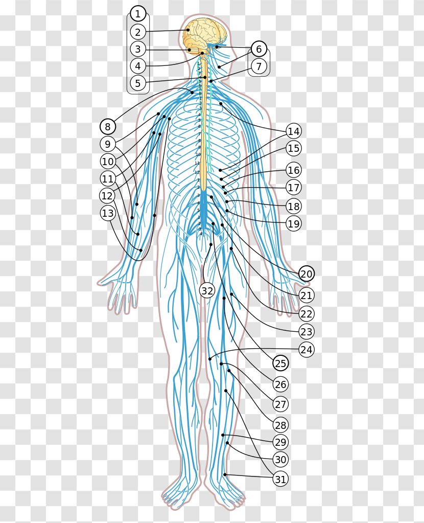Human Body Diagram Nervous System Nerve Homo Sapiens - Watercolor Transparent PNG