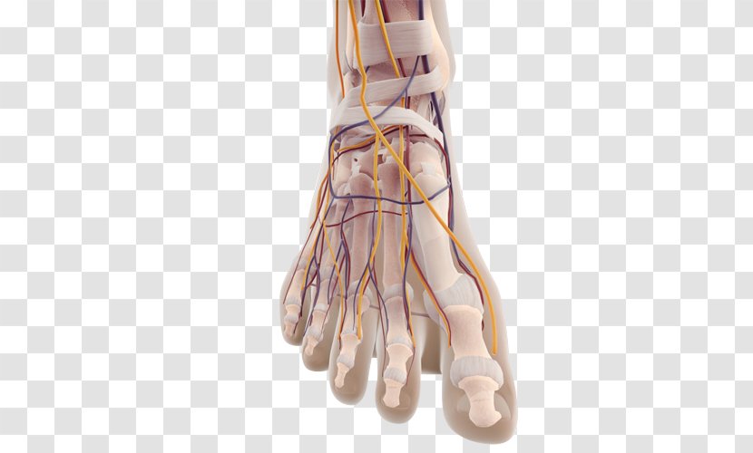 Shoulder Finger - Joint - Foot Closeup Transparent PNG