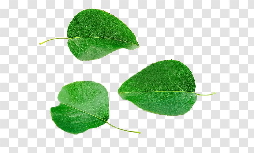 Asian Pear Leaf Computer File - Tree - The Leaves Of Transparent PNG