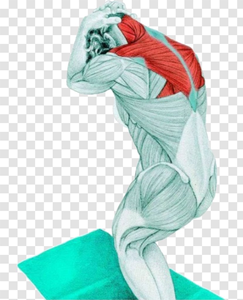 Stretching Neck Trapezius Muscle Exercise - Tree - Heart Transparent PNG