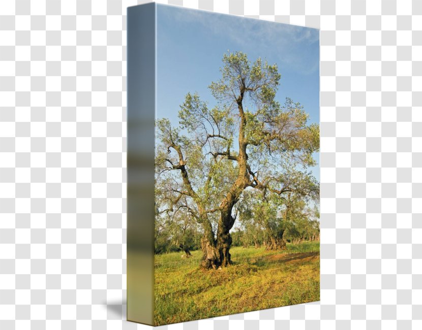 Ecosystem Meadow Branching - Woody Plant - Tree Grove Fantasy Transparent PNG