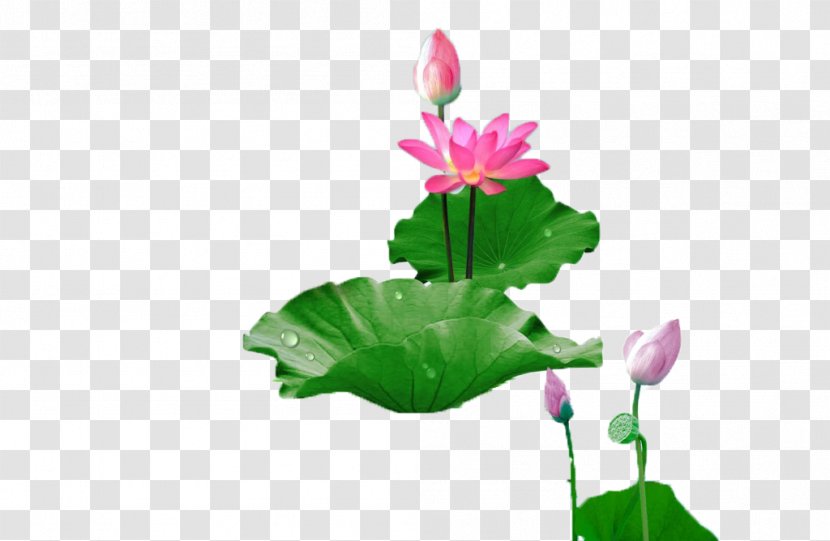 China Xiaoman Falun Gong Buddhahood Nelumbo Nucifera - Dharma - Love Lotus Said Transparent PNG