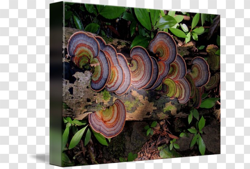 Mushroom Medicinal Fungi Fungus Medicine Forest Transparent PNG