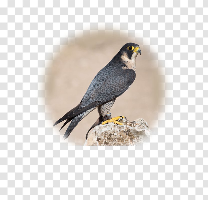 Bird Of Prey Peregrine Falcon Animal - Fastest Animals Transparent PNG