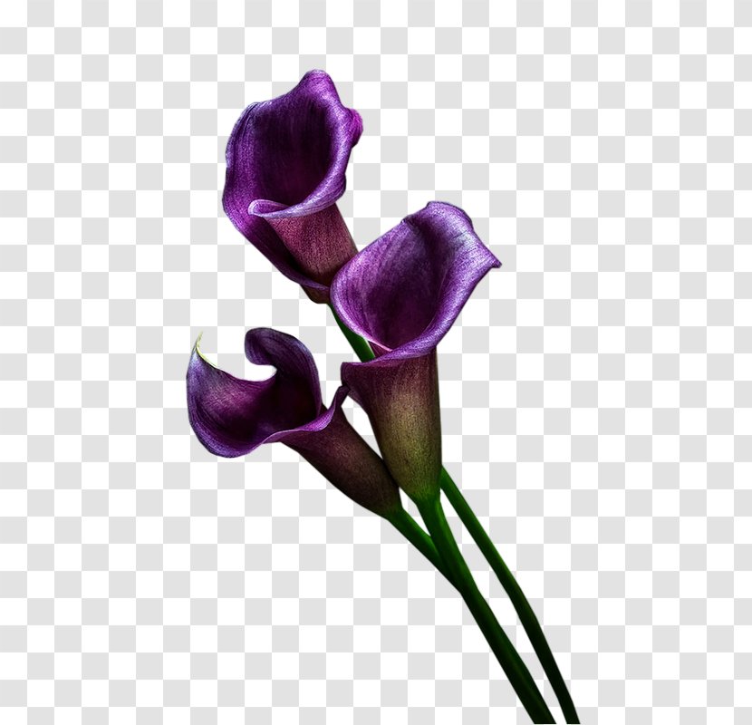 Cut Flowers Plant Stem Petal - Flower - Purple Transparent PNG