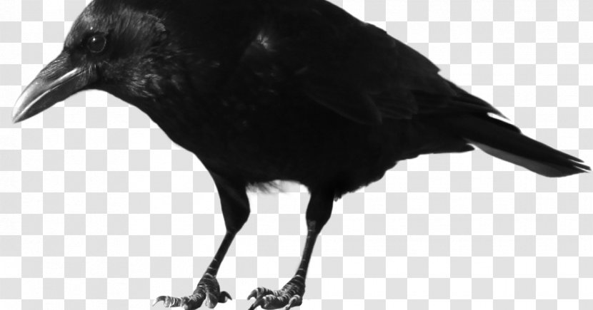 American Crow Rook Common Raven - Crows Transparent PNG