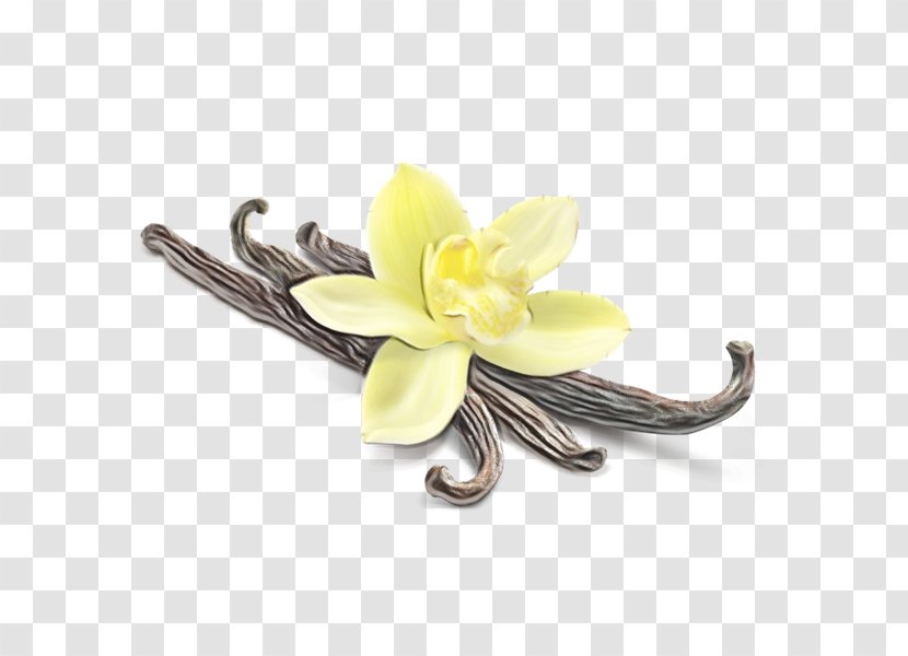 Ice Cream Background - Frangipani - Lily Family Columbine Transparent PNG