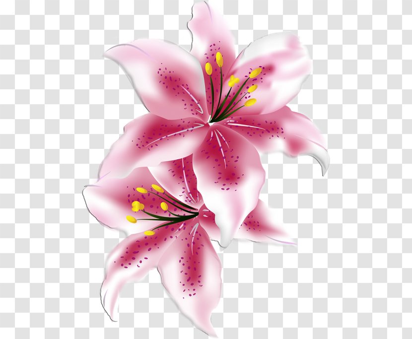 Lilium Flower - Lily Family Transparent PNG