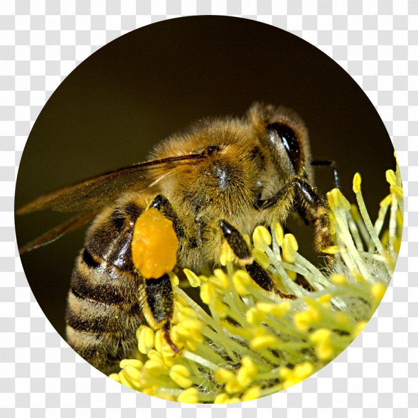 Bee Pollen Insect Honey Basket - Nectar Transparent PNG