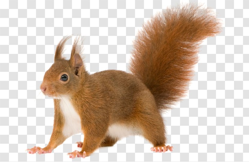 Red Squirrel Rodent Tree Squirrels Clip Art - Mammal Transparent PNG