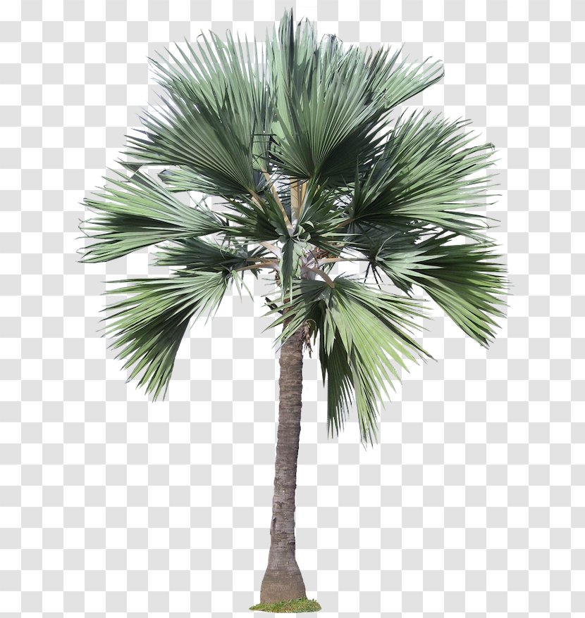 Arecaceae Tree Plant - Borassus Flabellifer - Palm Transparent PNG