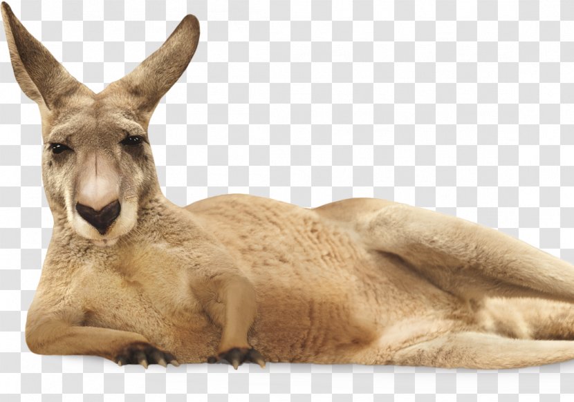 Yellow Tail Jammy Red Roo Australian Wine Kangaroo - Animal - Newborn Youtube Transparent PNG