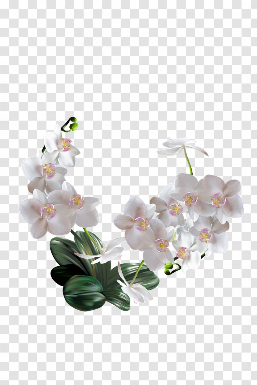 The Orchids Of Philippines Artificial Flower Clip Art - Moth Orchid - Osmanthus Transparent PNG