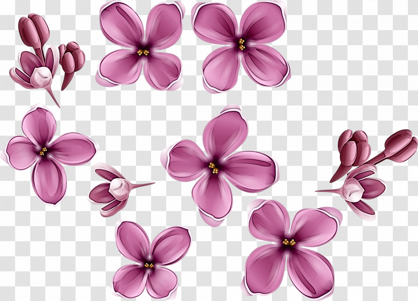 Petal Pink Flower Lilac Plant Transparent PNG