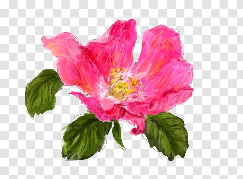 Japanese Camellia Icon - Pink - Lead Color Peony Transparent PNG