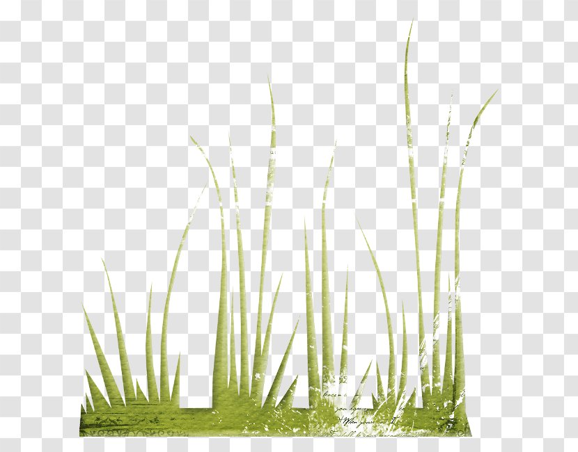 Vetiver Lawn Herbaceous Plant - Phragmites Transparent PNG