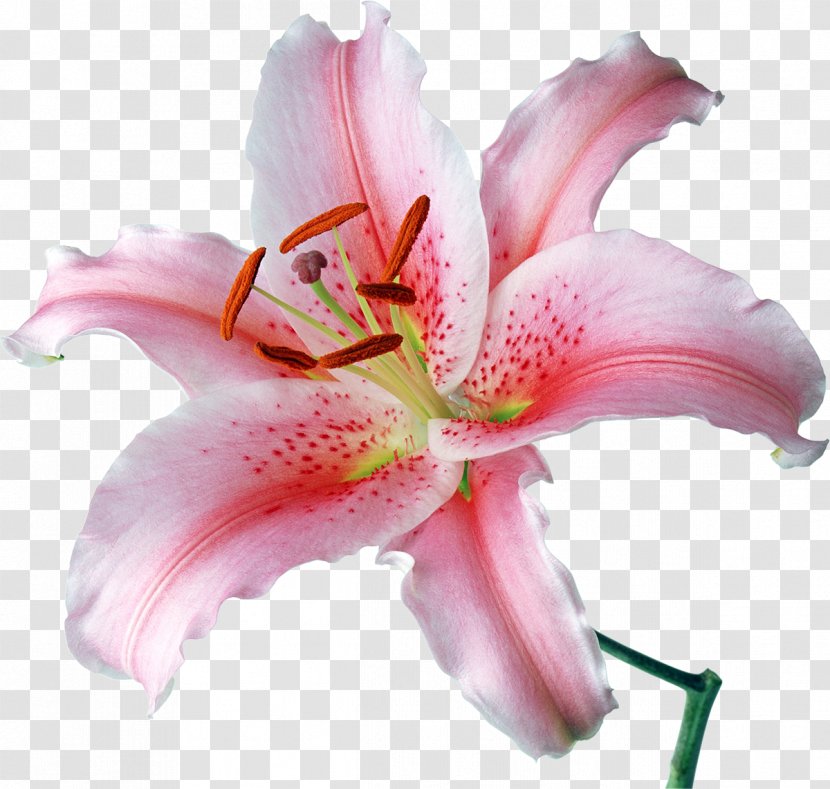 Desktop Wallpaper Lilium 'Stargazer' Flower Stock Photography - Pink - Lilies Transparent PNG
