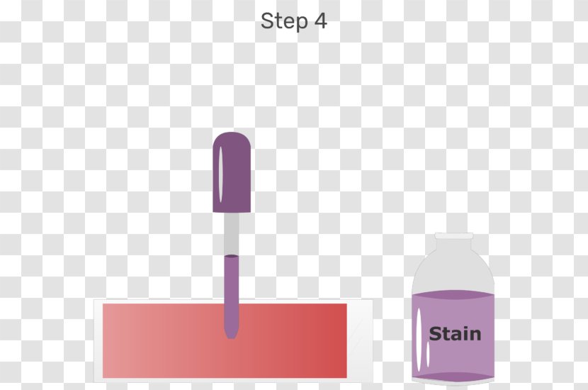 Wright's Stain Blood Film Cell Staining Transparent PNG