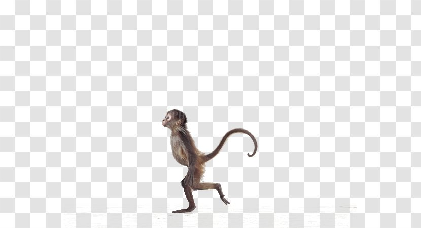 Primate Baby Monkeys Infant Animal Print - Walking Little Monkey Transparent PNG