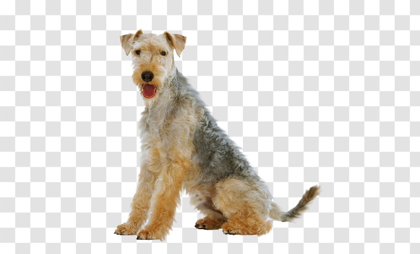Lakeland Terrier Welsh Airedale Wire Hair Fox Dog Breed - Rescue Transparent PNG
