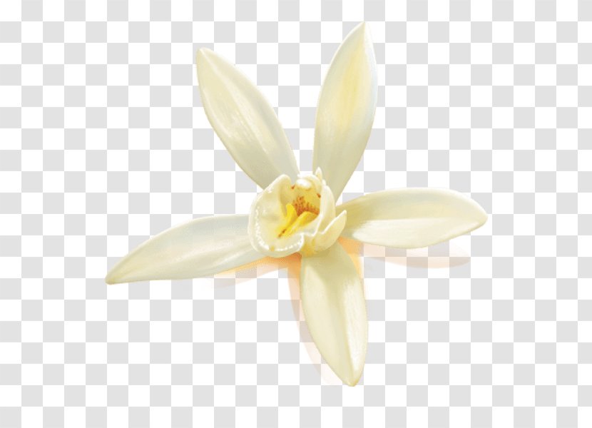 Moth Orchids Amaryllidaceae Amaryllis Family - Plant - Vanilla Flower Transparent PNG