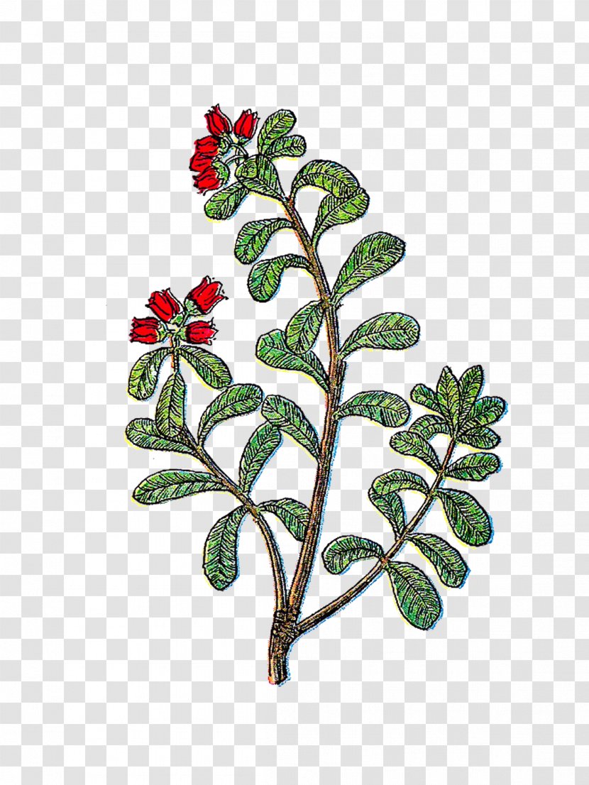 Herb Clip Art - Leaf - Flora Transparent PNG