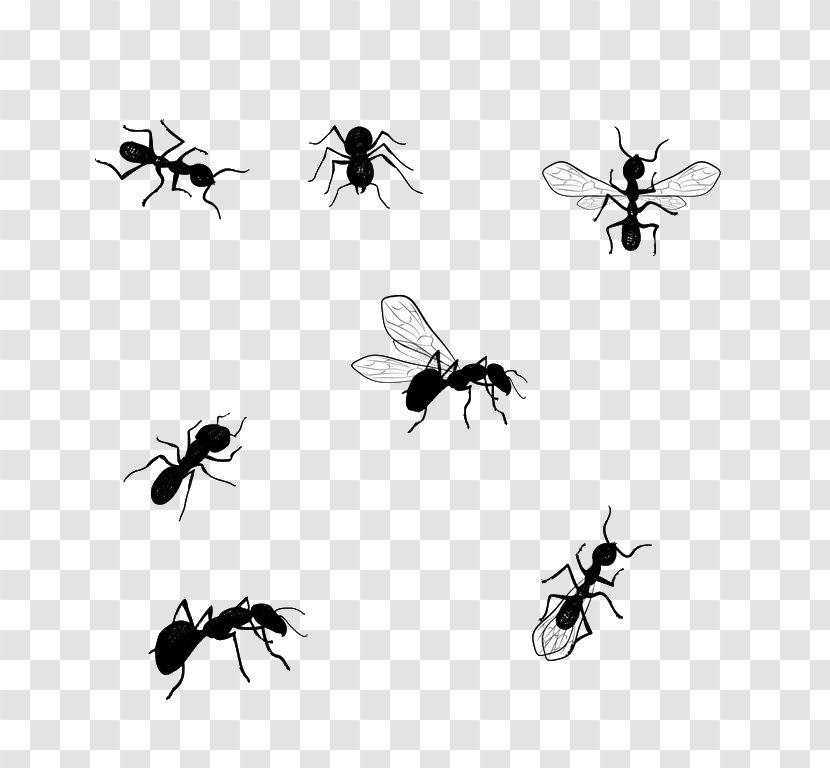 Honey Bee Vector Graphics Illustration Image Drawing - Arthropod - Ant Transparent PNG