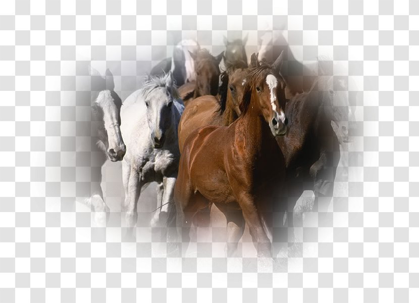 Mustang Camargue Horse Friesian Stallion Wild Transparent PNG