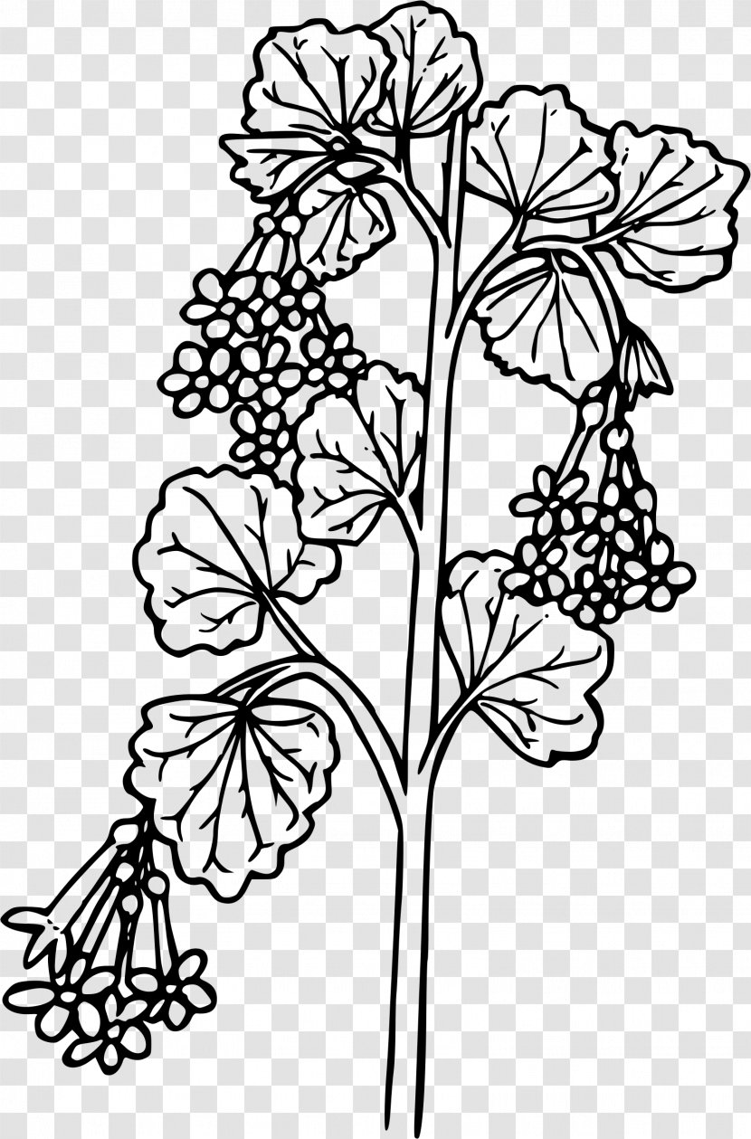 Currant Coloring Book Ribes Cereum - Tree - Flower Transparent PNG