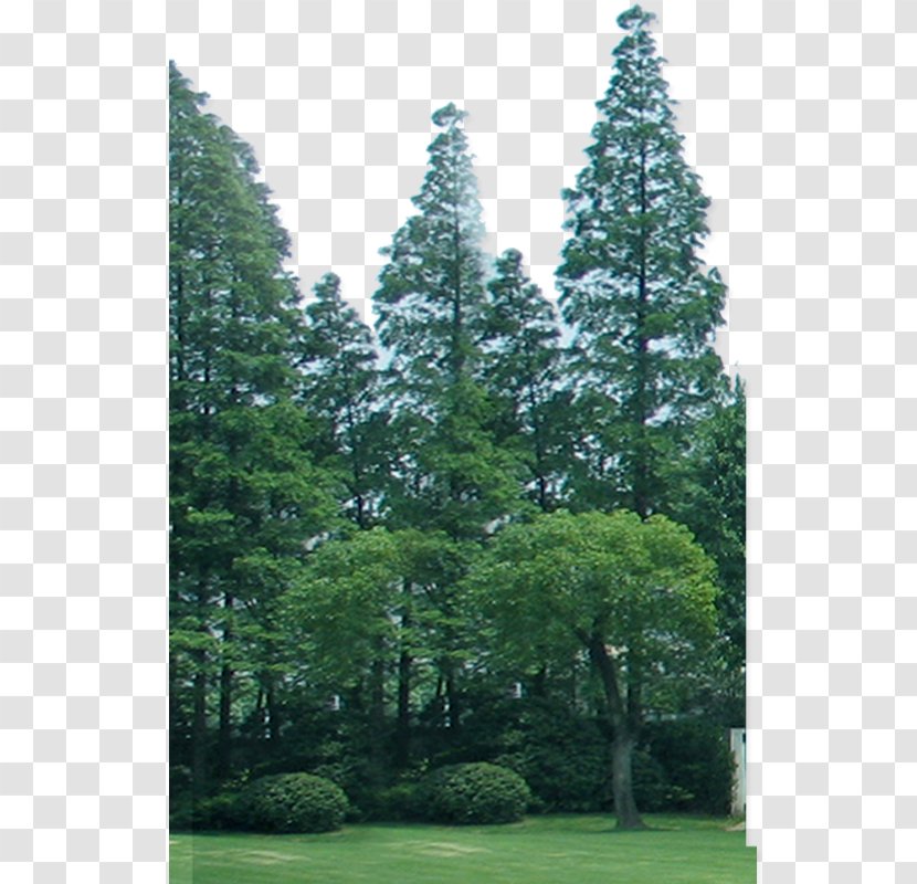 Spruce Fir Pine Lawn Temperate Coniferous Forest Transparent PNG