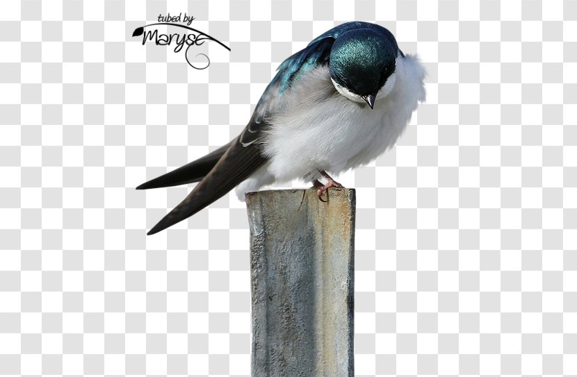 Bird Hirundininae Tree Swallow Psp Tubes Centerblog - Autumn - Paragraph Amazing Nests Transparent PNG