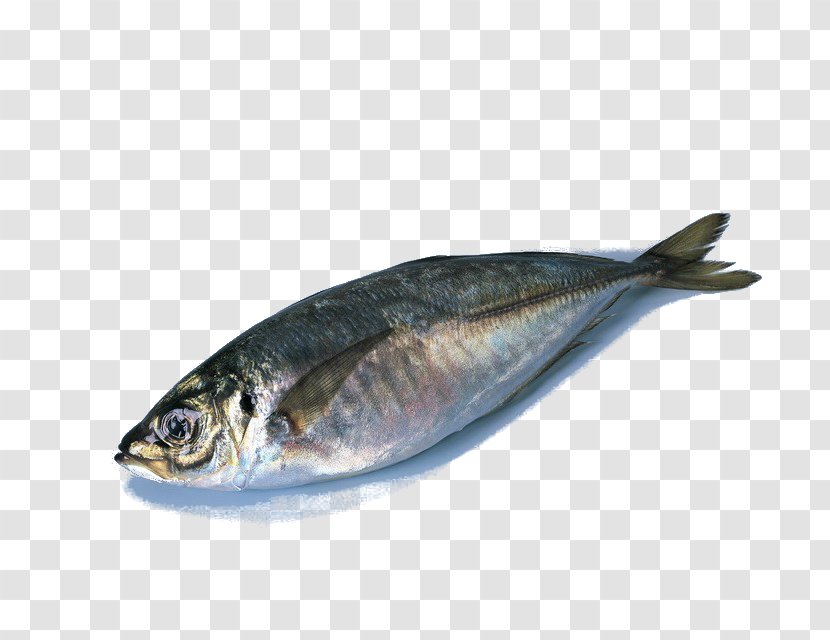 Deep Sea Fish - Bonito - Dry Transparent PNG