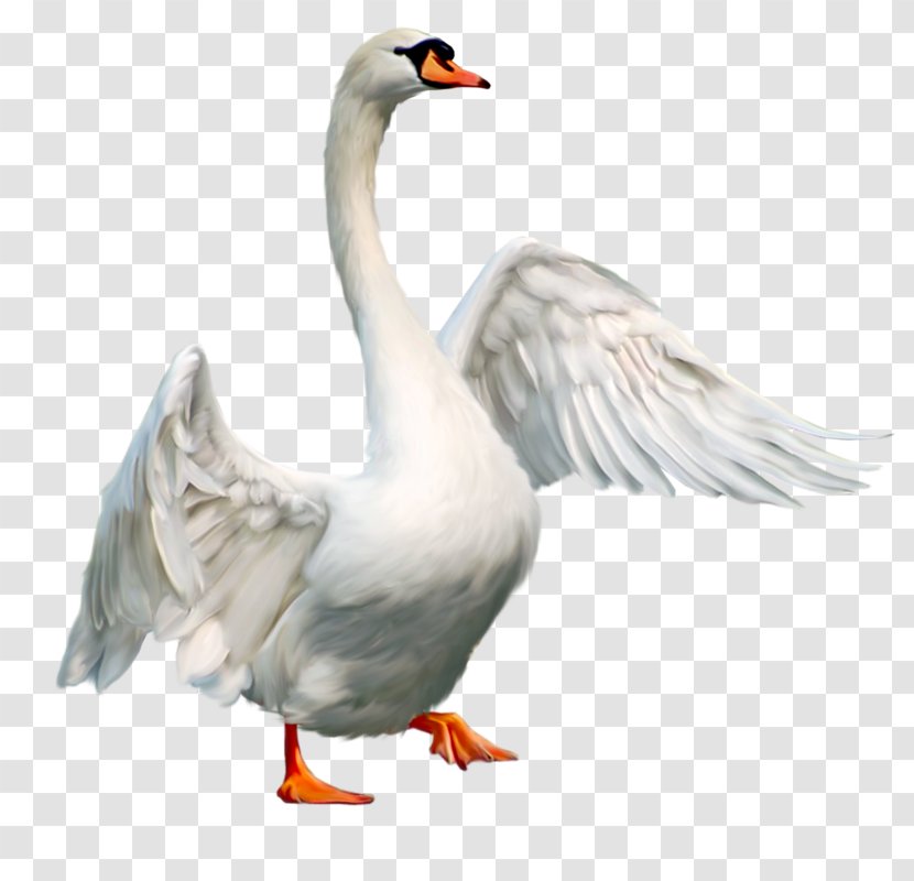 Mute Swan Bird Goose - Domesticated Transparent PNG