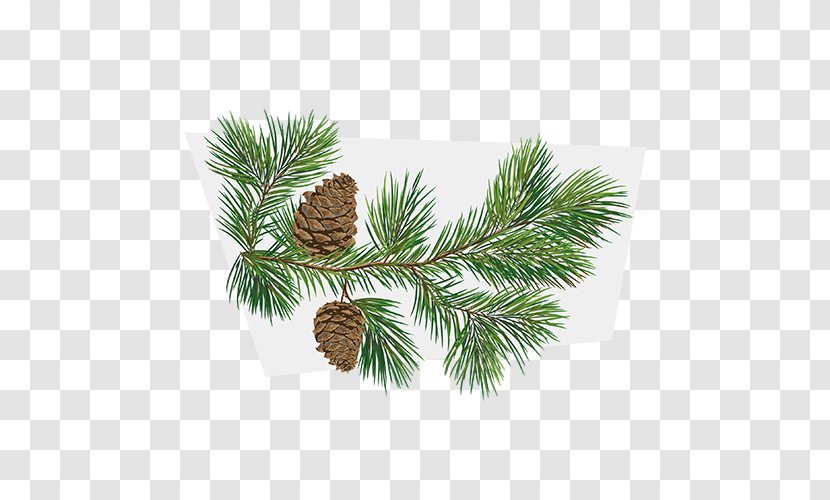 Conifer Cone Fir Tree Branch Pinus Taeda Transparent PNG