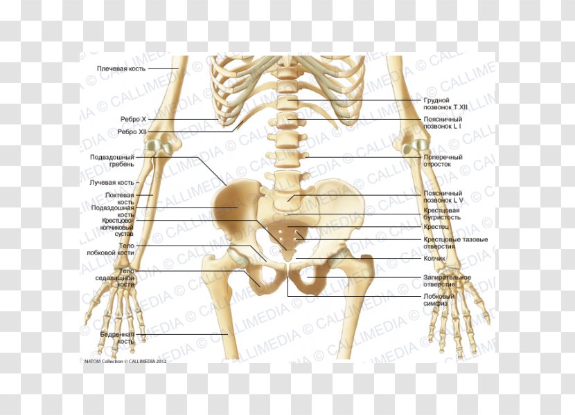 Bone Human Skeleton Abdomen Pelvis - Watercolor Transparent PNG