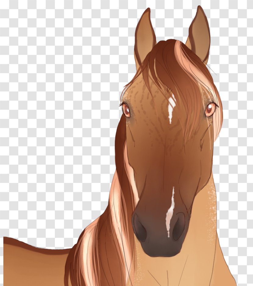 Mustang Mane Pony Stallion Rein - Horse - Western Pleasure Transparent PNG