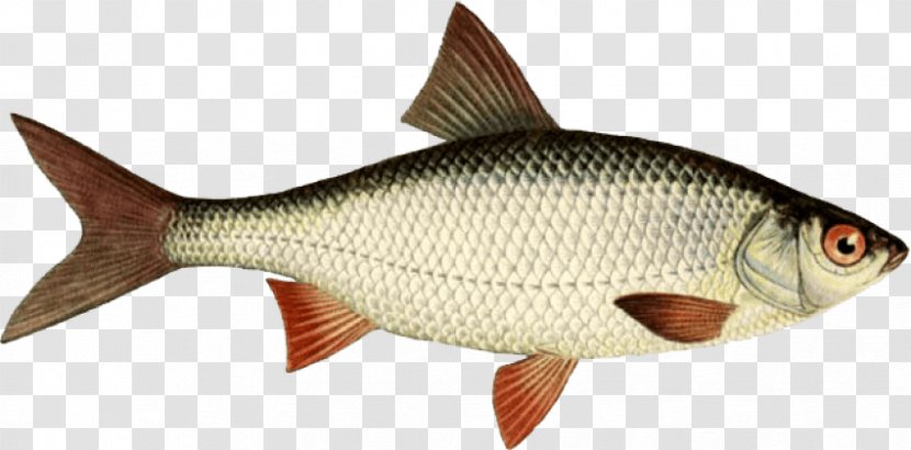 Fishing Clip Art - Red Snapper Transparent PNG