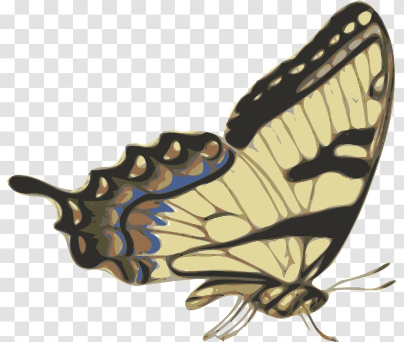 Papillon Dog Butterfly Drawing Clip Art - Battus Philenor - Utopia Cliparts Transparent PNG