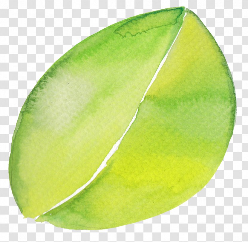 Lime - Leaf - Vector Floral Material Background Transparent PNG