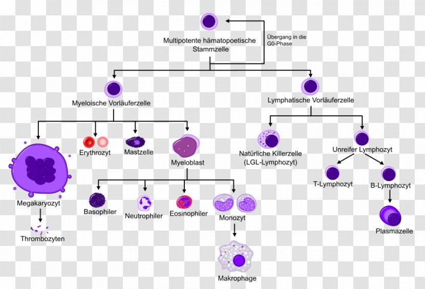 Haematopoiesis Hematopoietic Stem Cell Blood Bone Marrow - Purple - Cells Transparent PNG
