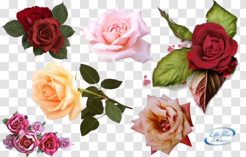 Garden Roses Pink Flowers - Ink - Rose Transparent PNG