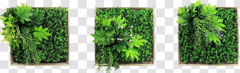 Green Wall Decal Picture Frames Painting - Grass Family Transparent PNG