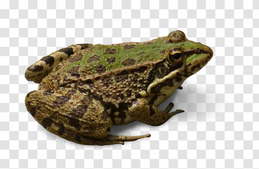 Glass Frog Leopard Desktop Wallpaper - Lithobates - Spotted Transparent PNG