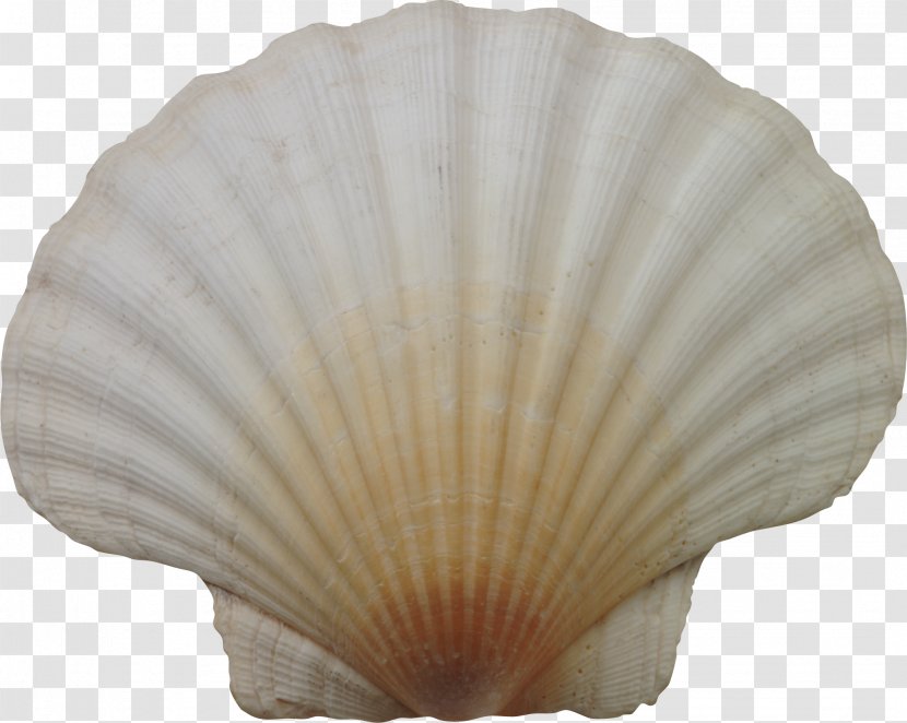 Seashell Cockle - Transparency And Translucency Transparent PNG