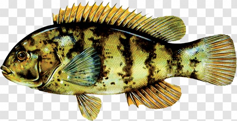 Fishing Cartoon - Bonyfish - Cichla Northern Largemouth Bass Transparent PNG