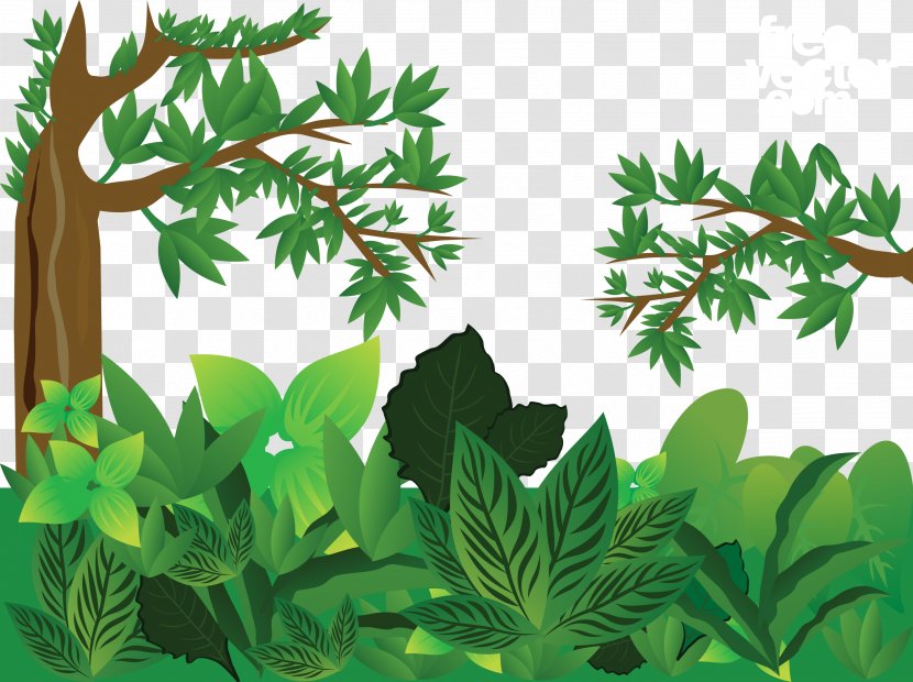 Forest Euclidean Vector - Organism - Green Jungle Transparent PNG