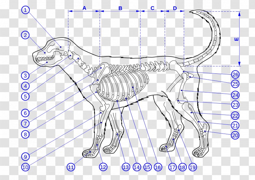 Dog Human Skeleton Bone Anatomy - Tree Transparent PNG