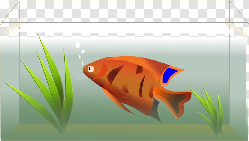 Angelfish Clip Art - Goldfish - Vector Aquarium And Fish Transparent PNG