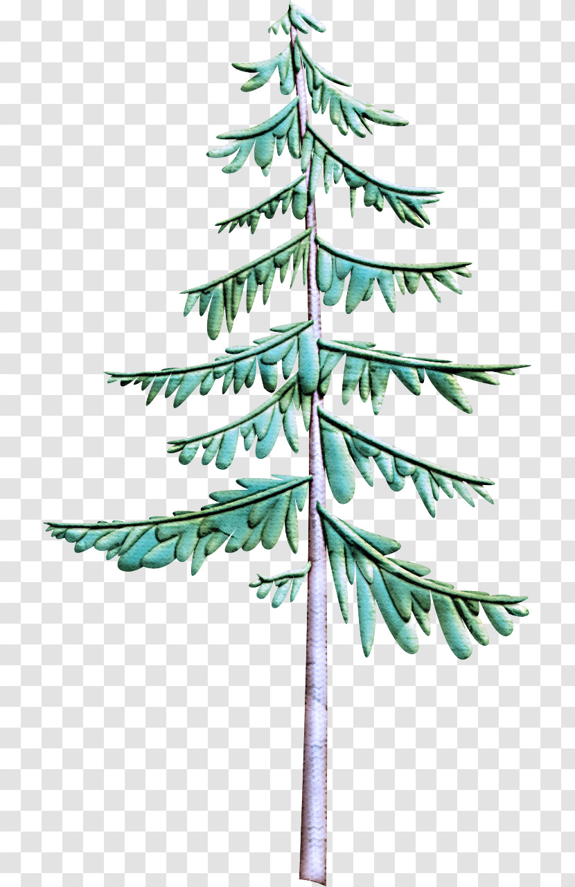 White Pine Tree Yellow Fir Shortleaf Black Spruce Colorado Spruce Transparent PNG